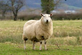 UK, England, Cotswold Sheep farm animal | Obraz na stenu