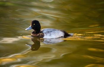 UK, Tufted Duck on pond reflecting Fall colors | Obraz na stenu