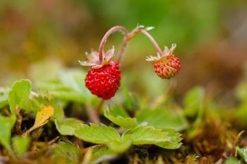 UK, England, Strawberry fruit, garden | Obraz na stenu