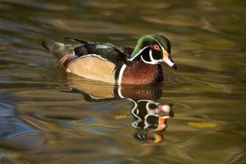 USA Carolina or Wood Duck, reflected in a Pond | Obraz na stenu