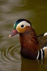 Mandarin Duck, Slimbridge Wildfowl and Wetlands Trust, England | Obraz na stenu