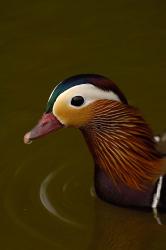 Mandarin Duck, England | Obraz na stenu