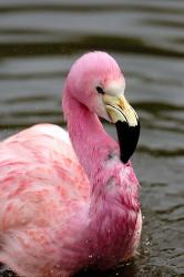 Andean Flamingo, Tropical Bird, England | Obraz na stenu