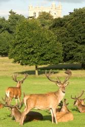 English red deer stags, Nottingham, England | Obraz na stenu