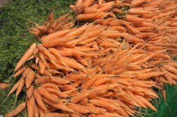 Carrots, England | Obraz na stenu