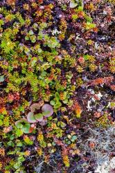 Greenland Qeqertaq Dwarf Birch, Lichen, And Large Flowered Wintergreen | Obraz na stenu