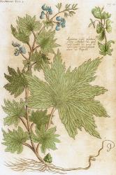 Aconitum Seventeenth-Century Engraving In Bibliotheca Pharmaceutica-Medica | Obraz na stenu