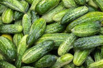 Cucumbers | Obraz na stenu