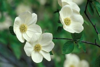 Pacific Dogwood Along Merced River, Yosemite National Park, California | Obraz na stenu