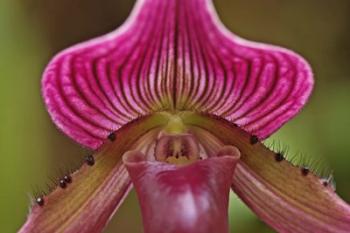Ladyslipper Orchid, Orchidaceae Spp | Obraz na stenu