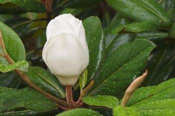 Saucer Magnolia | Obraz na stenu