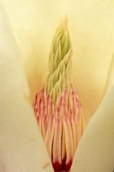 Closeup of Yulan Magnolia blossom | Obraz na stenu