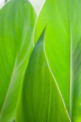 Canna Leaf Close-Up 1 | Obraz na stenu