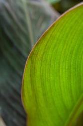 Canna Leaf Close-Up 2 | Obraz na stenu