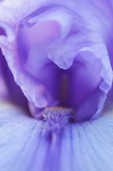 Lavender Bearded Iris | Obraz na stenu