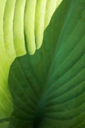 Hosta Leaf Detail 2 | Obraz na stenu