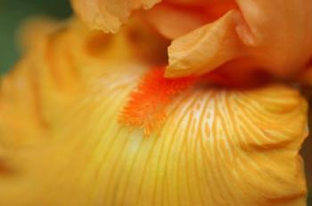 Bearded Iris Flower Close-Up 2 | Obraz na stenu