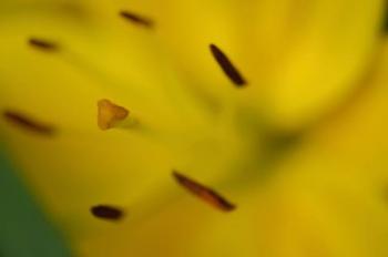 Yellow Daylily Flower Close-Up 1 | Obraz na stenu