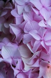 Pink Hydrangea Blossom 2 | Obraz na stenu