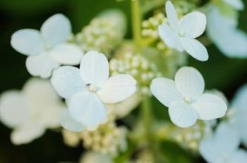 Hydrangea Bloom 2 | Obraz na stenu