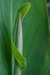 Canna Leaf Bud | Obraz na stenu