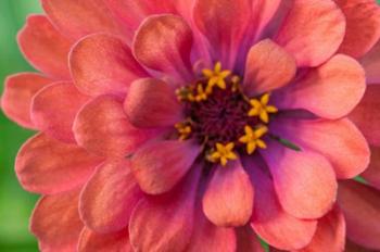 Zinnia Blossom 1 | Obraz na stenu