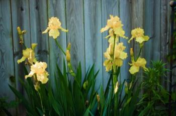 Yellow Bearded Iris And Rustic Wood Fence | Obraz na stenu