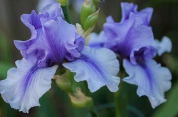 Lavender Iris 1 | Obraz na stenu