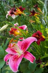 Magenta Stargazer Lily 1 | Obraz na stenu