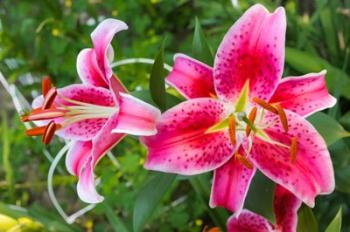 Magenta Stargazer Lily | Obraz na stenu