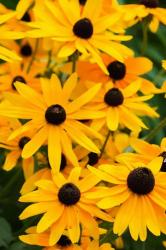 Black-Eyed Susan Flowers 2 | Obraz na stenu