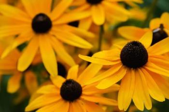 Black-Eyed Susan Flowers 3 | Obraz na stenu