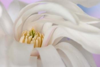 Detail of star magnolia flower | Obraz na stenu
