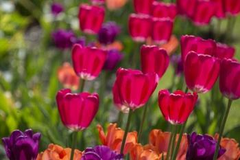 Bright Spring Tulips 1 | Obraz na stenu