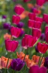 Bright Spring Tulips 2 | Obraz na stenu