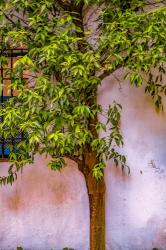 Tree And Wall | Obraz na stenu