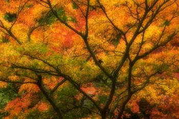 Maple Tree In Autumn | Obraz na stenu