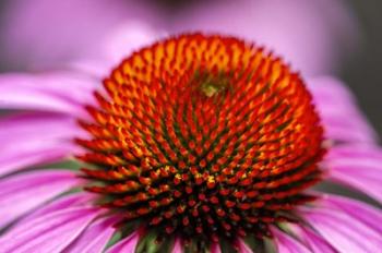 Purple Coneflower | Obraz na stenu