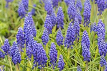 Grape Hyacinth | Obraz na stenu