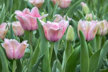 Pink Tulips | Obraz na stenu