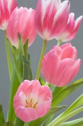Pink Tulips | Obraz na stenu