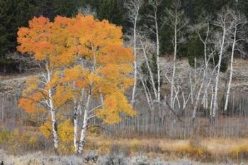 Late Autumn Aspens | Obraz na stenu