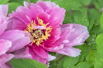 Pink Mountain Peony | Obraz na stenu