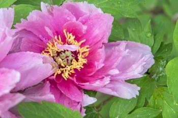 Pink Mountain Peony | Obraz na stenu