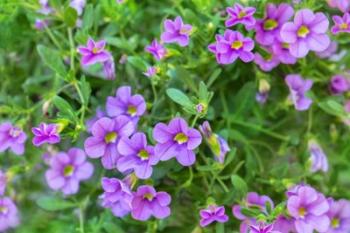 Calibrachoa, Million Bells | Obraz na stenu