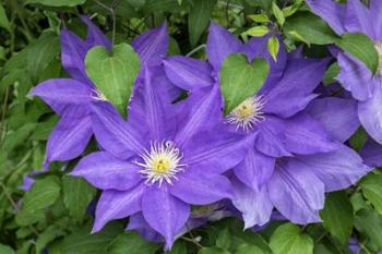 Purple Clematis 2 | Obraz na stenu