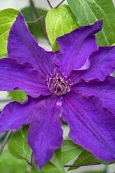 Purple Clematis 1 | Obraz na stenu