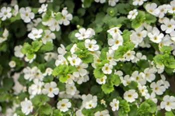 White Bacopa | Obraz na stenu