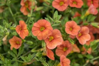 Orange Million Bells, Calibrachoa | Obraz na stenu