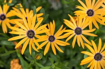 African Daisy | Obraz na stenu